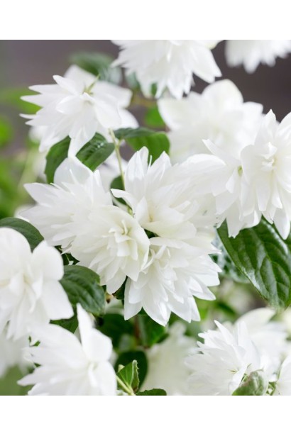 Чубушник Перлс оф Перфум опис